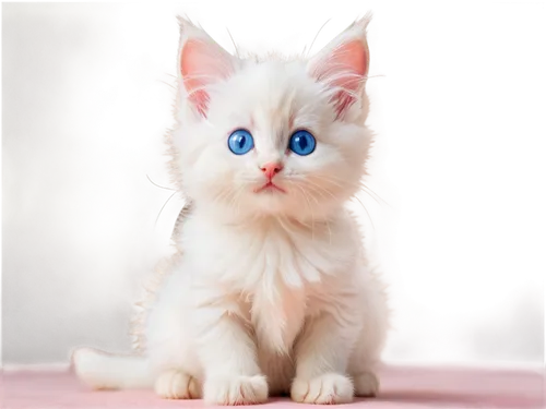 cat with blue eyes,blue eyes cat,white cat,blue eyes,ragdoll,blue eye,cat on a blue background,the blue eye,birman,cute cat,snowbell,heterochromia,doll cat,kittenish,mayeux,breed cat,siamese cat,cat's eyes,cat look,kittu,Photography,Fashion Photography,Fashion Photography 26