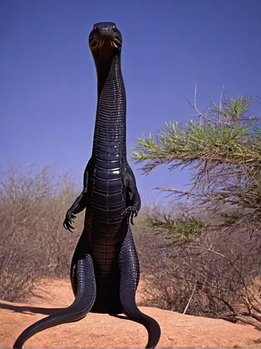 goanna,real gavial,landmannahellir,iguanidae,desert iguana,cyclura nubila,yemen chameleon,scaled reptile,king cobra,malagasy taggecko,namibia,gila monster,monitor lizard,gavial,giant lizard,gorgonops,namib,saurian,samburu,black mamba,Illustration,Children,Children 05