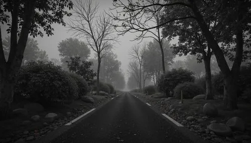 the road,road forgotten,dusty road,asphalt road,road,forest road,road to nowhere,empty road,the mystical path,foggy landscape,road of the impossible,autumn fog,tree lined lane,country road,foggy day,chemin,straight ahead,roadless,winding road,backroad