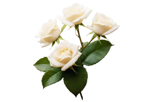 flowers png,white rose,white roses,white mexican rose,rose png,white floral background,rosa 'paloma blanca,bicolored rose,lady banks' rose ,lady banks' rose,evergreen rose,cape jasmine,for you,yellow rose background,gardenia,noble roses,lisianthus,flower rose,bicolor rose,white flower,Conceptual Art,Oil color,Oil Color 11