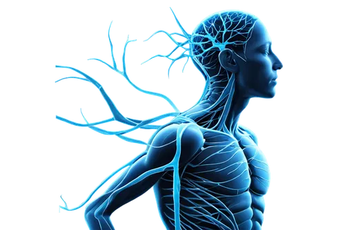 Human body, nervous system, detailed anatomy, 3D visualization, glowing blue neurons, intricate network of nerves, brain, spine, muscles, tendons, fibrous tissue, transparent skin, x-ray vision, high 