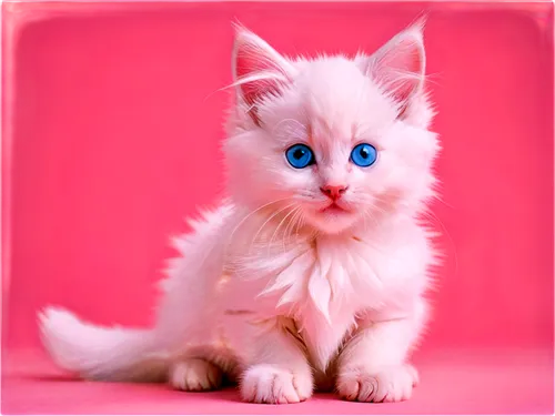 blue eyes cat,cat with blue eyes,cat on a blue background,pink cat,blue eyes,white cat,cute cat,kittenish,snowbell,breed cat,garrison,blue background,blue eye,birman,ragdoll,bluie,pink background,siamese cat,the blue eye,kittu,Art,Artistic Painting,Artistic Painting 42