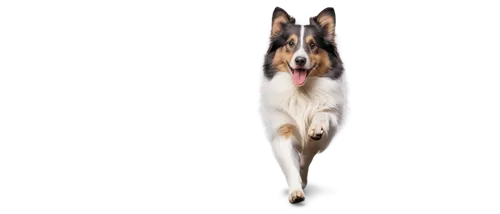 welsh cardigan corgi,australian shepherd,borzoi,rat terrier,nuxhall,short proboscis springer ear,collie,schutzhund,dog frame,zooming,shetland sheepdog tricolour,dog shetland sheepdog,dogana,banner,border collie,flying dog,rough collie,transparent background,wellard,dog running,Photography,Documentary Photography,Documentary Photography 27