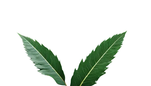 mape leaf,walnut leaf,tropical leaf,coconut leaf,custody leaf,palm leaf,jungle leaf,chestnut leaf,tropical leaf pattern,foliage leaf,fern leaf,oleaceae,bay leaf,leaf fern,green leaf,bo leaf,jungle drum leaves,fig leaf,curry leaves,tobacco leaves,Photography,Artistic Photography,Artistic Photography 02