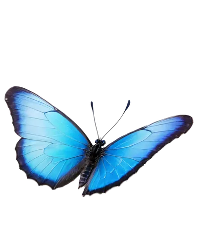 blue butterfly background,butterfly vector,morpho butterfly,morpho,blue morpho,blue morpho butterfly,morpho peleides,ulysses butterfly,butterfly clip art,white admiral or red spotted purple,mazarine blue butterfly,butterfly background,blue butterfly,hesperia (butterfly),butterfly isolated,papillon,limenitis,isolated butterfly,glass wing butterfly,pipevine swallowtail,Photography,Documentary Photography,Documentary Photography 37