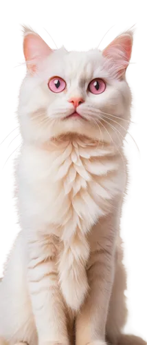 cat image,mau,omc,cat vector,jiwan,white cat,pink cat,anf,cat kawaii,cute cat,miqati,himalayan persian,chiffon,cat,miao,kittenish,fluffernutter,kihon,mow,breed cat,Conceptual Art,Oil color,Oil Color 05