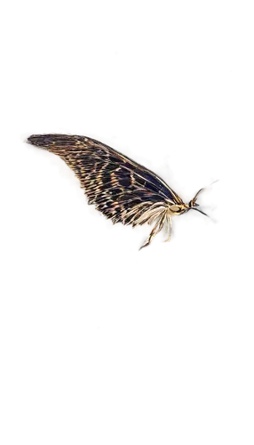 windhover,in flight,bittern,bird in flight,skylarks,flying and feeding,kestrel,bird flying,northern harrier,curlew,skylark,underwing,ash curlew,woodcreeper,hover flying,short eared owl,haliaeetus vocifer,desert buzzard,pectoral sandpiper,birdwing,Conceptual Art,Oil color,Oil Color 15