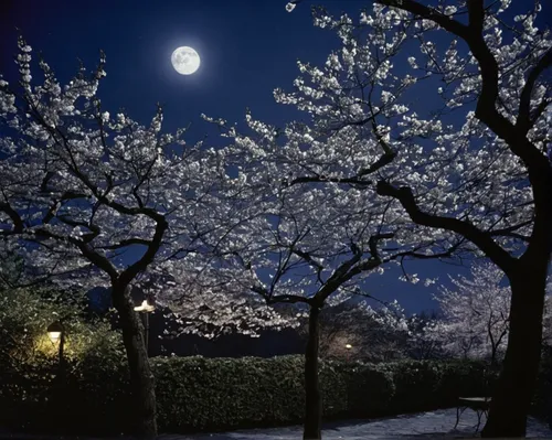 Write a romantic scene under a moonlit sky with flowering branches all around.,japanese cherry trees,cherry trees,japanese cherry blossoms,the cherry blossoms,cherry tree,cold cherry blossoms,sakura c