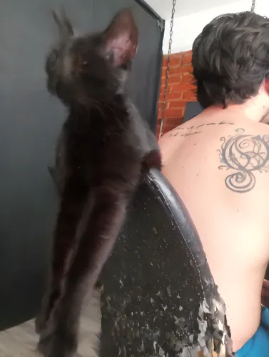 tattoo artist,cat warrior,ritriver and the cat,gata,kiribath,tattoo,cat love,perseus,skater boy,tattoos,i love my cat,with tattoo,pet black,hairdresser,freestyle bite,forbidden love,stray cats,persona