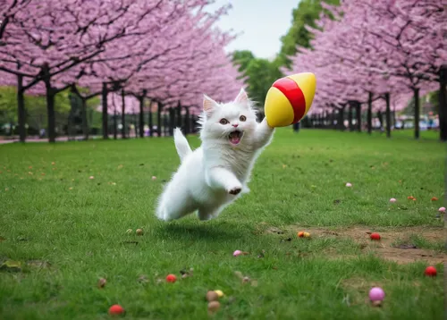 Create a thrilling moment of Momo chasing a toy in a lively park.,bichon frisé,japanese spitz,leap for joy,cheerful dog,flying dog,flying girl,frolicking,berger blanc suisse,frisbee,japanese terrier,l