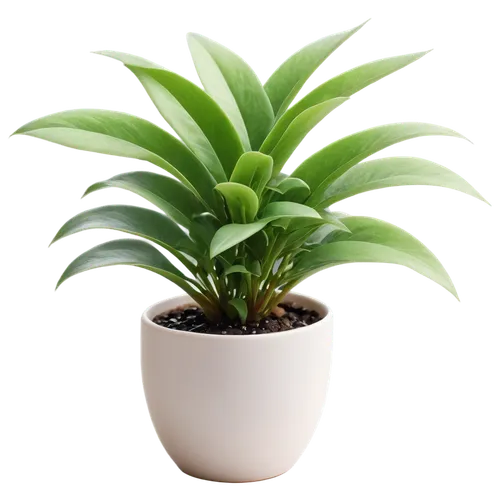 dracaena,hostplant,potted plant,dracena,potted palm,green plant,houseplant,zamia,aspidistra,dark green plant,calathea,money plant,indoor plant,container plant,pot plant,bulbous plant,philodendron,rank plant,plant,fern plant,Art,Artistic Painting,Artistic Painting 48