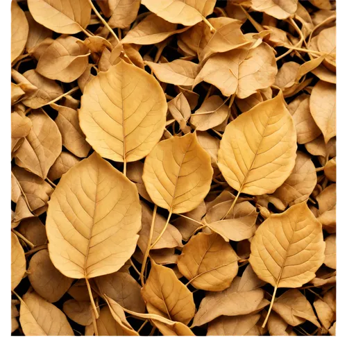 Dried leaves, autumn season, curled up edges, fragile texture, golden brown color, scattered on ground, some piled up, warm soft lighting, shallow depth of field, 3/4 composition, natural scenery, rea