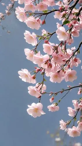 sakura flowers,sakura tree,japanese cherry blossom,sakura branch,cherry blossom branch,sakura flower,japanese cherry blossoms,sakura cherry tree,japanese magnolia,sakura blossoms,sakura trees,cherry blossom tree,japanese sakura background,japanese cherry,pink cherry blossom,cherry blossoms,takato cherry blossoms,sakura blossom,the cherry blossoms,apricot flowers