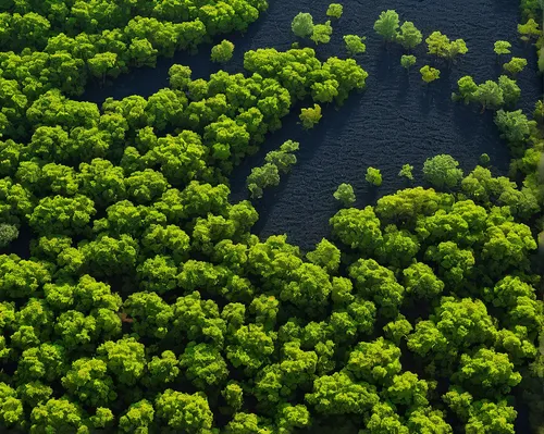 green trees with water,green forest,eastern mangroves,green trees,mangroves,green wallpaper,tropical and subtropical coniferous forests,green landscape,danube delta,the danube delta,aerial landscape,aerial photography,forests,row of trees,green water,deciduous forest,temperate coniferous forest,aaa,intensely green hornbeam wallpaper,green algae,Conceptual Art,Oil color,Oil Color 16