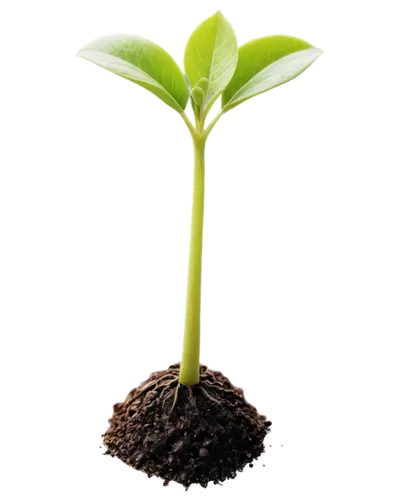 seedling,growth icon,resprout,sapling,potted plant,replantation,hostplant,oil-related plant,green plant,monocotyledons,cotyledons,plant and roots,reforestation,container plant,potted tree,biopesticide,gymnosperm,seedlings,replant,phototropism,Illustration,Retro,Retro 22