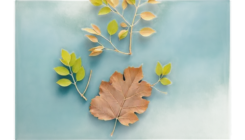 leaves frame,blue leaf frame,beech leaf,spring leaf background,leaf background,beech leaves,autumn leaf paper,walnut leaf,brown leaf,tree leaves,ginkgo leaf,rose leaves,leaves case,dried leaves,tree leaf,suspended leaf,oak leaves,leaf branch,leaf border,fall leaf border,Unique,Design,Knolling