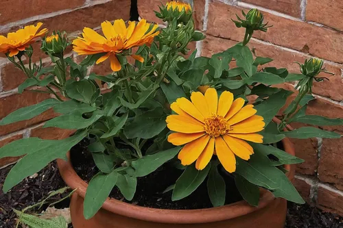 pot marigold,rudbeckia nidita,calendula suffruticosa,rudbeckia,rudbeckia fulgida,rudbeckia nitida,terracotta flower pot,asteraceae,garden marigold,the garden marigold,orange marigold,calendula flower,calendula officinalis,orange flowers,potted flowers,zinnias,euryops pectinatus,tagetes patula,calendula,calenduleae,Illustration,Vector,Vector 04