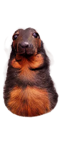 dogana,orang,wedag,potamkin,meditrust,grubba,fractalius,bobinska,mozote,oorang,bobinski,bongo,guineapig,smoggiest,gargantua,doo,molten,debu,petery,punxsutawney,Art,Artistic Painting,Artistic Painting 04