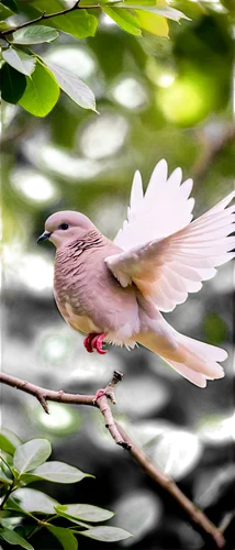 white dove,white bird,white finch,bird in flight,vireo,silverwing,cuckooshrike,gray bird,asian bird,fantail,dove of peace,white grey pigeon,white bellied,migratory bird,white pigeon,flying and feeding,kingbird,bird flying,turtledove,fantail pigeon,Illustration,Black and White,Black and White 33