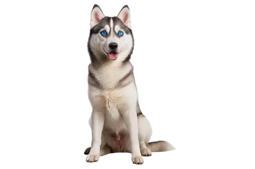 siberian husky,huskic,husky,malamutes,huskey,elkhound,malamute,husked,husker,aleu,huskie,wolfdog,huskies,wolstein,laika,dogana,canidae,dog breed,wellard,dog pure-breed,Conceptual Art,Daily,Daily 09