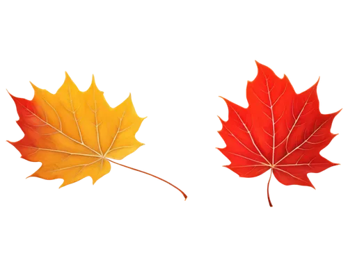 leaf background,maple leaves,maple leaf red,red maple leaf,autumn background,yellow maple leaf,leaf icons,colored leaves,maple leave,colorful leaves,autumn leaf paper,maple foliage,autumn icon,autumn leaf,fall leaf,spring leaf background,red leaf,fall icons,golden leaf,autumn leaves,Art,Artistic Painting,Artistic Painting 20