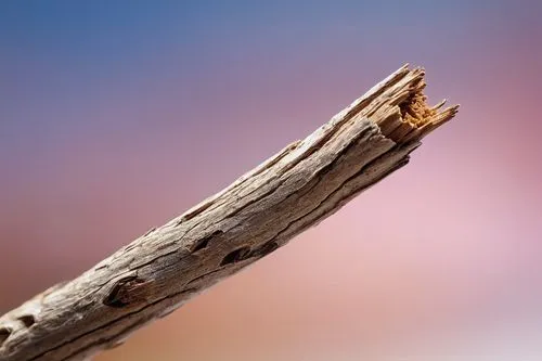 Piece of dry twig,a wooden stick is close to the camera,dry branch,dry twig,wooden pole,bare branch,slice of wood,cherry twig,larch discoloration,lilac branch,tree branch,betula,bagworm,pine tree bran