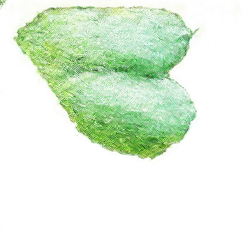 stomata,cyclospora,greenheart,cercospora,azolla,chlorella,palta,chloropaschia,microsporum,prostrata,olivine,peridotites,xanthomonas,cyanobacteria,chlorotic,puccinia,pentachlorophenol,chlorophyta,spirulina,chloroplasts,Conceptual Art,Daily,Daily 21