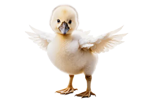 Baby swan, chick, yellow beak, fluffy white feathers, small wings, cute eyes, tiny legs, standing, morning dew, soft sunlight, 3/4 composition, shallow depth of field, warm color tone, cinematic light