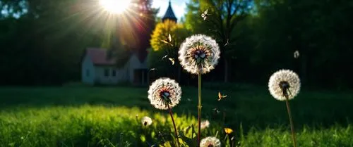 dandelion meadow,dandelion field,dandelions,dandelion flying,dandelion,dandelion background,sun daisies,flying dandelions,meadow flowers,taraxacum,dandelion hall,dandelion flower,common dandelion,bloo