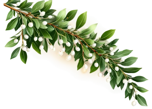 curry leaves,mistletoe berries,fir branch,wreath vector,leaf fern,fir tree decorations,laurel wreath,pine branch,pine tree branch,holly leaves,acacia,climbing plant,cherry laurel,fir-tree branches,olive branch,podocarpus,singleleaf pine,winter savory,fir branches,christmas garland,Unique,Design,Infographics