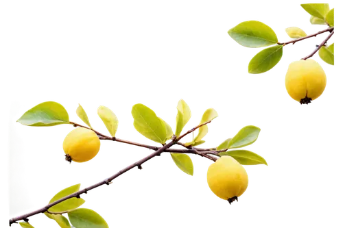 lemon background,quince decorative,fruit blossoms,mistletoe berries,yellow plums,yellow ball plant,lemon wallpaper,argan tree,pear quince,lemon tree,kiwi lemons,spring leaf background,rhamnus,catkins,forsythia,pears,yellow fruit,pear cognition,spring background,argan trees,Illustration,American Style,American Style 12