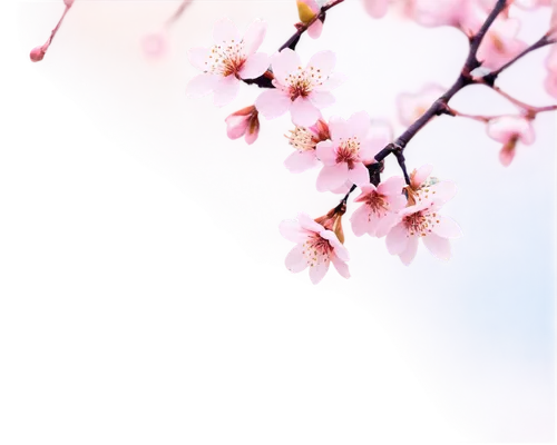 sakura cherry tree,japanese sakura background,sakura tree,sakura background,sakura blossoms,japanese cherry,sakura flowers,cherry blossoms,cherry blossom branch,hanami,cherry blossom,japanese cherry blossoms,plum blossoms,sakura flower,japanese cherry blossom,sakura branch,apricot blossom,cold cherry blossoms,pink cherry blossom,sakura blossom,Conceptual Art,Fantasy,Fantasy 20