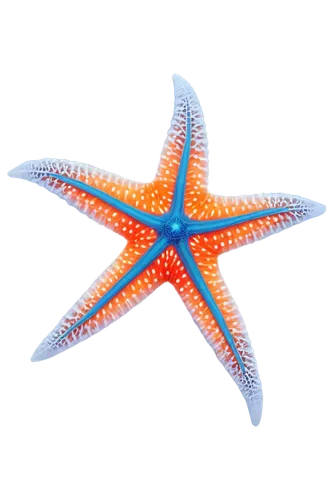 astropecten,sea star,stellation,six-pointed star,stellated,starfish,six pointed star,circular star shield,starfishes,star pattern,stellate,bascetta star,star abstract,echinoderm,star illustration,cytoskeletal,christ star,radiolarian,light fractal,nautical star,Conceptual Art,Daily,Daily 29