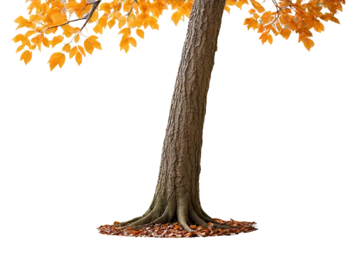 birch tree illustration,deciduous tree,autumn tree,cardstock tree,zelkova serrata,brown tree,jaggery tree,penny tree,rowan-tree,maple tree,ornamental tree,conker tree,smaller tree,american larch,european beech,arborist,japanese kuchenbaum,deciduous trees,maple bonsai,a tree,Illustration,Paper based,Paper Based 18