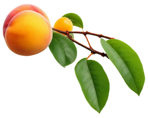 apricots,kumquat,apricot,tangerine tree,orange tree,peach tree,growing mandarin tree,persimmon tree,tangerines,tangerine fruits,orange fruit,oranges,mango,citrus,neroli,nectarine,mandarin orange,mangos,peach flower,tangerine,Illustration,Black and White,Black and White 20