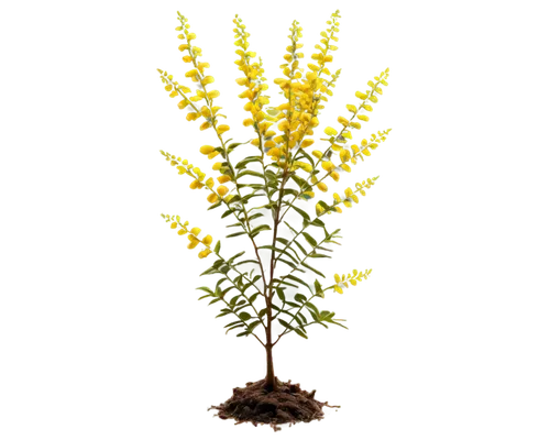 Acacia tree, tall, yellow flowers, thorny branches, thick trunk, roots deep in earth, afternoon sunlight, warm color tone, 3/4 composition, shallow depth of field, cinematic lighting, soft focus, deta