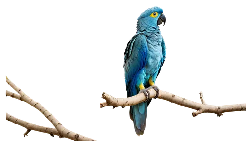 blue and gold macaw,blue parakeet,blue macaw,blue parrot,blue and yellow macaw,macaws blue gold,budgerigar,beautiful parakeet,alcedo,yellow parakeet,budgie,parakeet,sun parakeet,the slender-billed parakeet,budgerigar parakeet,south american parakeet,bird on branch,blue bird,hyacinth macaw,blue macaws,Conceptual Art,Daily,Daily 03