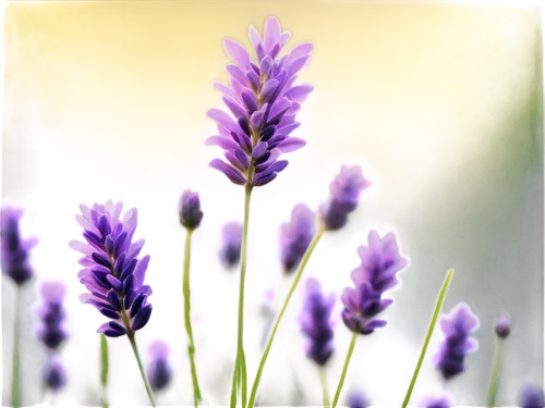 lavender flower,the lavender flower,lavender flowers,lavender oil,lavandula,lavenders,lavander,lavender,lavendar,lavender bunch,lavender cultivation,camassia,vervain,lavender field,muscari,lavander products,lavender fields,liatris,violet colour,defends,Conceptual Art,Daily,Daily 16