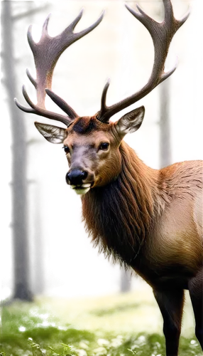 elk,whitetail,male deer,red deer,antlered,european deer,stag,deer,elk bull,blacktail,elk park,wapiti,antler velvet,deers,faune,antler,rutting,forest animal,red-necked buck,whitetail buck,Illustration,Black and White,Black and White 02