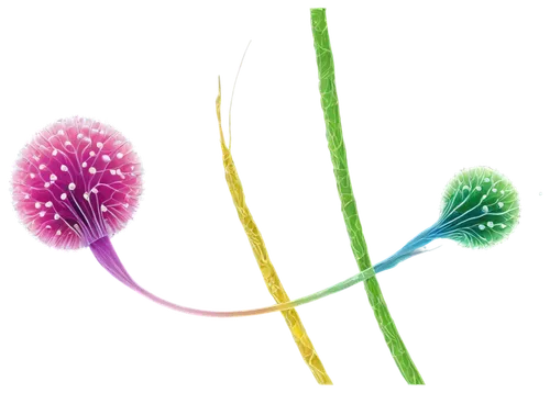 microtubules,sundew,dandelion background,flowers png,stylidium,luminous garland,glowsticks,photocells,drosera,spirochetes,spheres,neon arrows,vesicles,glow sticks,arabidopsis,hydroids,grass fronds,spirography,photoreceptors,electric arc,Illustration,Vector,Vector 08