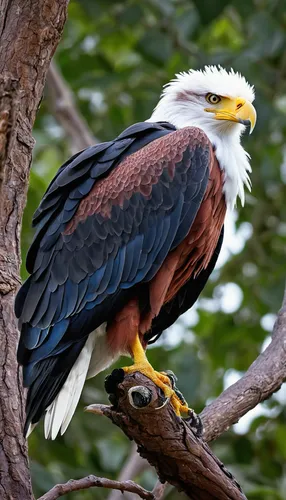 Write a serene poem about the regal African fish eagle perched on a tree branch,african fish eagle,fish eagle,american bald eagle,bald eagle,african eagle,african fishing eagle,sea head eagle,sea eagl