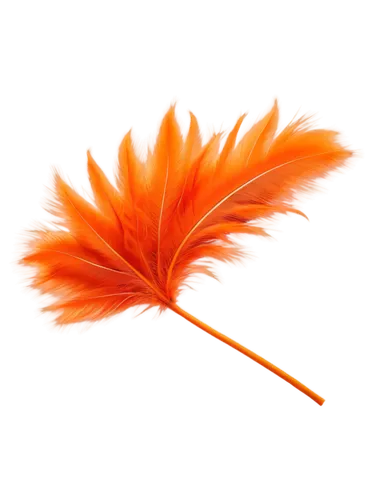 Vibrant orange feathers, fluffy texture, soft lighting, solo, close-up, detailed plumage, gentle curve shape, delicate stem, isolated on transparent background, high saturation, warm color tone, shall