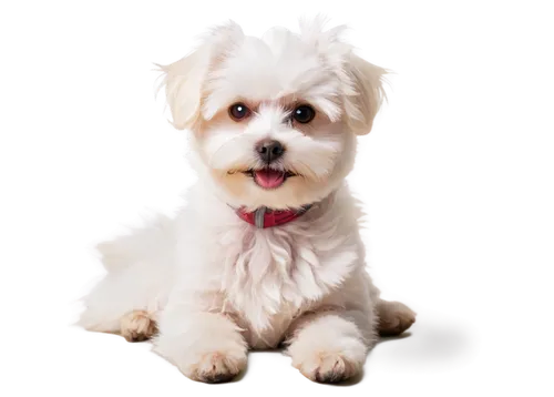 havanese,english white terrier,maltepoo,tibetan terrier,shih poo,yorkipoo,shih tzu,cavachon,west highland white terrier,shih-poo,pet vitamins & supplements,coton de tulear,sealyham terrier,biewer yorkshire terrier,lhasa apso,yorkshire terrier,cavapoo,poodle crossbreed,dog breed,dog pure-breed,Photography,Fashion Photography,Fashion Photography 25