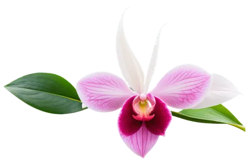 laelia,moth orchid,orchid flower,phalaenopsis equestris,laelia crispa,mixed orchid,flowers png,wild orchid,orchid,laelia albida,phalaenopsis,phalaenopsis sanderiana,christmas orchid,cattleya,spathoglottis,cattleya rex,lilac orchid,orchids of the philippines,flower exotic,cooktown orchid,Art,Artistic Painting,Artistic Painting 05