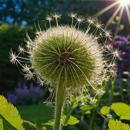 teasel,dandelion flower,seed head,greater burdock,seed-head,burdock,buttonbush,common dandelion,dandelion,taraxacum,dandelion seeds,berkheya purpurea,taraxacum ruderalia,taraxacum officinale,perennial sowthistle,erdsonne flower,giant allium,bach avens,globe thistle,dandelion background,Conceptual Art,Sci-Fi,Sci-Fi 08