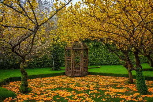 Describe a melancholic autumn day filled with apricot blossoms falling in a forgotten garden.,garden door,yellow garden,golden trumpet tree,secret garden of venus,flower tree,golden trumpet trees,give