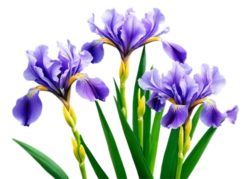 flowers png,tulipan violet,purple irises,irises,purple crocus,crocuss,violet tulip,crocuses,saffron crocus,crocus flowers,crocus,iris reticulata,spring crocus,flower background,crocus vernus,turkestan tulip,iris japonica,purple parrot tulip,tulip background,violet flowers,Illustration,Vector,Vector 21