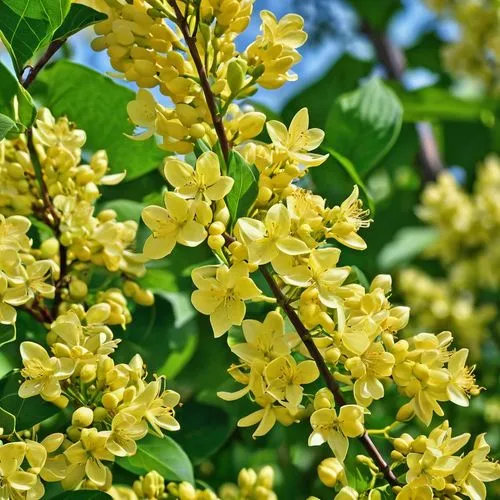 yellow lilacs

,golden lilac,jasmine flowers,jasminum sambac,yellow bladder shrub,west indian jasmine,fragrant flowers,fruit blossoms,jasmine blossom,golden trumpet tree,yellow flowers,jasmine flower,