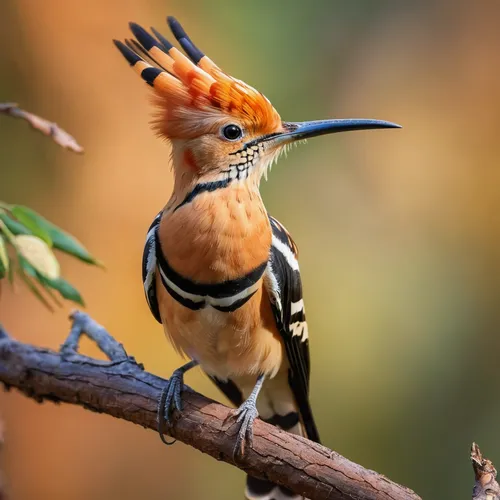 woodpecker bird,hornbill,yellow-billed hornbill,yellowbilled hornbill,woodpecker,flicker woodpecker,rufous,australian bird,beautiful bird,fringilla coelebs,malabar pied hornbill,gujarat birds,asian bird,charadriiformes,piciformes,oxpecker,nature bird,lesser pied hornbill,chestnut-backed,oriental pied hornbill,Photography,General,Commercial