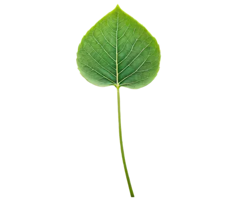 ginkgo leaf,fan leaf,fig leaf,custody leaf,lotus leaf,round leaved liverleaf,magnolia leaf,mape leaf,leaf vegetable,grape leaf,mammoth leaf,trumpet leaf,acorn leaf,walnut leaf,cleanup,green leaf,thick-leaf plant,aaa,foliage leaf,coconut leaf,Art,Classical Oil Painting,Classical Oil Painting 28